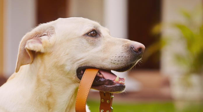 犬用チョーカーDIYで手作りしてみた! 犬まとめ,チョーカー,首輪,迷子札,手作り,DIY