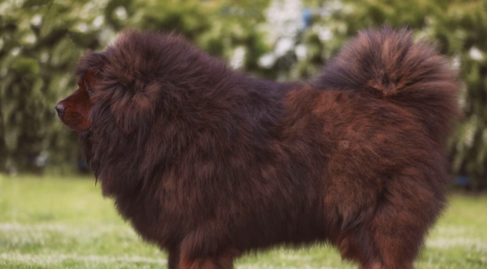 犬オタク必見!JKC非公認犬種