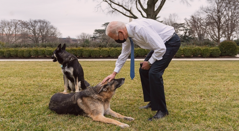 犬まとめ,犬,ファーストドッグ,アメリカ,歴代大統領