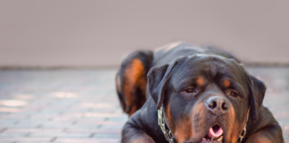 我が家の愛犬看病記〜急性胃腸炎編〜 犬まとめ,犬,胃腸炎,急性胃腸炎,嘔吐,