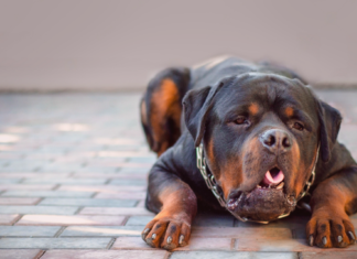 我が家の愛犬看病記〜急性胃腸炎編〜 犬まとめ,犬,胃腸炎,急性胃腸炎,嘔吐,
