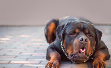 我が家の愛犬看病記〜急性胃腸炎編〜 犬まとめ,犬,胃腸炎,急性胃腸炎,嘔吐,
