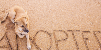 野犬の迎え方。〜芽萌編〜