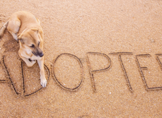 野犬の迎え方。〜芽萌編〜