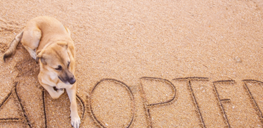 野犬の迎え方。〜芽萌編〜