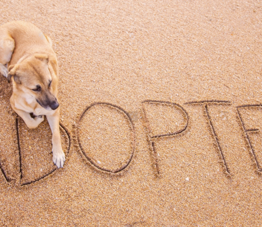 野犬の迎え方。〜芽萌編〜