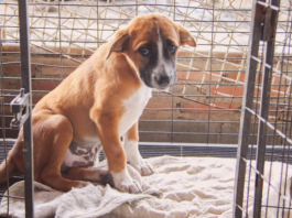 犬まとめ,犬,野犬,元保護犬,元野犬