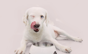 ドライフードにちょい足しトッピング!手作り犬ごはん~秋バージョン~ 犬まとめ,犬,フード,トッピング,手作り