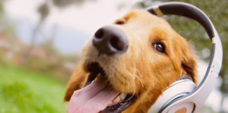 愛犬に想いを寄せる曲たち。 犬まとめ,犬,曲,音楽,楽曲
