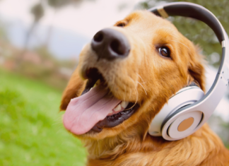 愛犬に想いを寄せる曲たち。 犬まとめ,犬,曲,音楽,楽曲