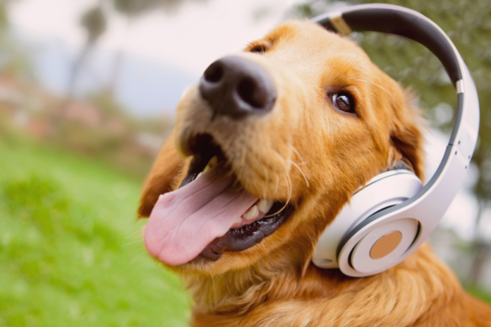 犬まとめ,犬,曲,音楽,楽曲