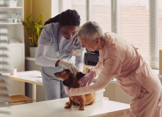 愛犬の動物病院で検査って大事。① 犬まとめ,犬,検査,精密検査,動物病院