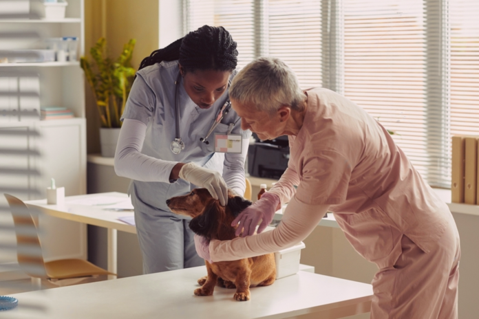 愛犬の動物病院で検査って大事。① 犬まとめ,犬,検査,精密検査,動物病院