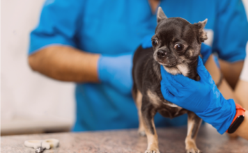 犬の肛門腺って何? 犬まとめ,犬,肛門線,肛門絞り,ケア