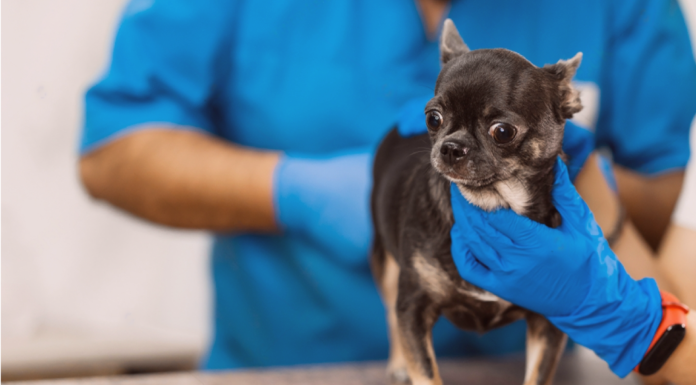 犬の肛門腺って何? 犬まとめ,犬,肛門線,肛門絞り,ケア