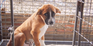 うちの愛犬は、ちょっと困った元野犬。 犬まとめ,犬,野犬,元保護犬,元野犬