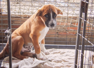 うちの愛犬は、ちょっと困った元野犬。 犬まとめ,犬,野犬,元保護犬,元野犬