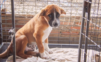 うちの愛犬は、ちょっと困った元野犬。 犬まとめ,犬,野犬,元保護犬,元野犬