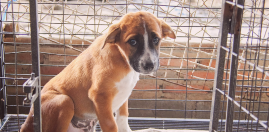 うちの愛犬は、ちょっと困った元野犬。 犬まとめ,犬,野犬,元保護犬,元野犬