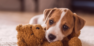 犬のいる家づくり〜yossy家の場合〜 犬まとめ,犬,家,住宅