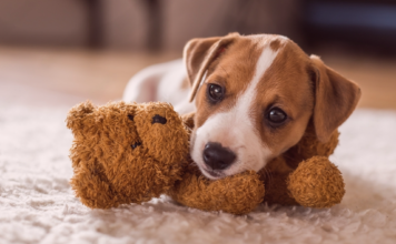 犬のいる家づくり〜yossy家の場合〜 犬まとめ,犬,家,住宅