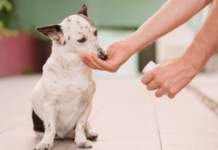 犬用サプリなんて贅沢品じゃん?と思っていたらただの神アイテムだった件 犬まとめ,犬,犬用サプリ,アンチノール,モエギキャップ