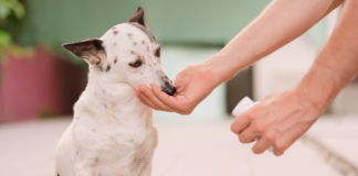 犬用サプリなんて贅沢品じゃん?と思っていたらただの神アイテムだった件 犬まとめ,犬,犬用サプリ,アンチノール,モエギキャップ