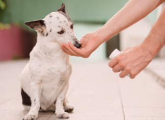 犬用サプリなんて贅沢品じゃん?と思っていたらただの神アイテムだった件 犬まとめ,犬,犬用サプリ,アンチノール,モエギキャップ