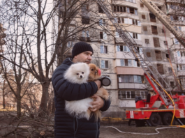 犬まとめ,犬,災害,防災,避難所