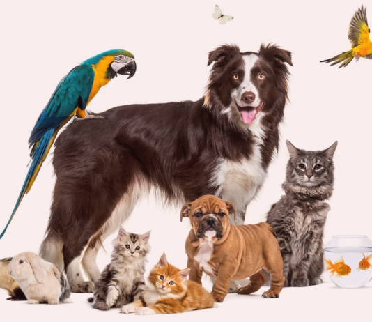 同居できる?犬と他動物と暮らしたい! 犬まとめ,犬,他動物,同居,ペット