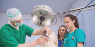 愛犬の動物病院で検査って大事。②