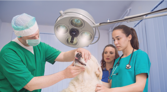 愛犬の動物病院で検査って大事。②