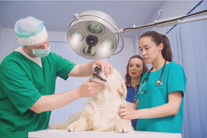 愛犬の動物病院で検査って大事。②