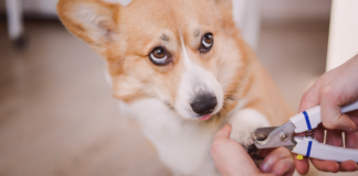 アナタだけじゃない!断固爪切り拒否の犬 犬まとめ,犬,爪切り,嫌がる,嫌い,暴れる,悩み