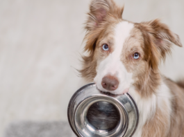 犬まとめ,犬,犬用食器,素材,形