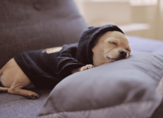 我が家のトイプーたち♡犬のナイトルーティーン 犬まとめ,犬,ナイトルーティーン,トイプー