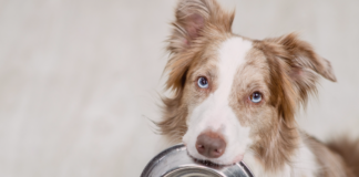 犬の食器について 犬まとめ,犬,犬用食器,素材,形