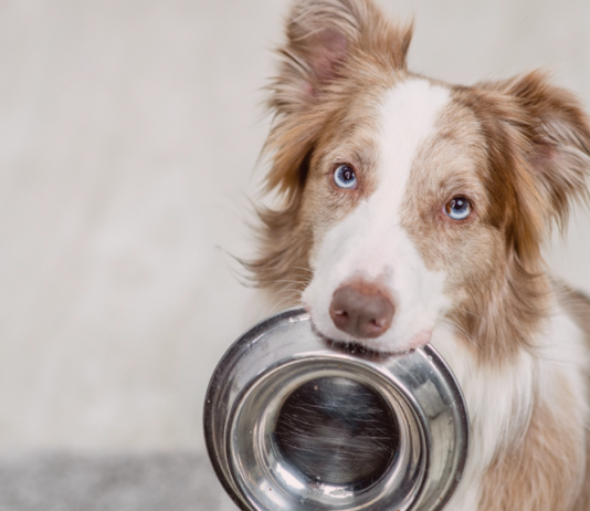 犬の食器について 犬まとめ,犬,犬用食器,素材,形